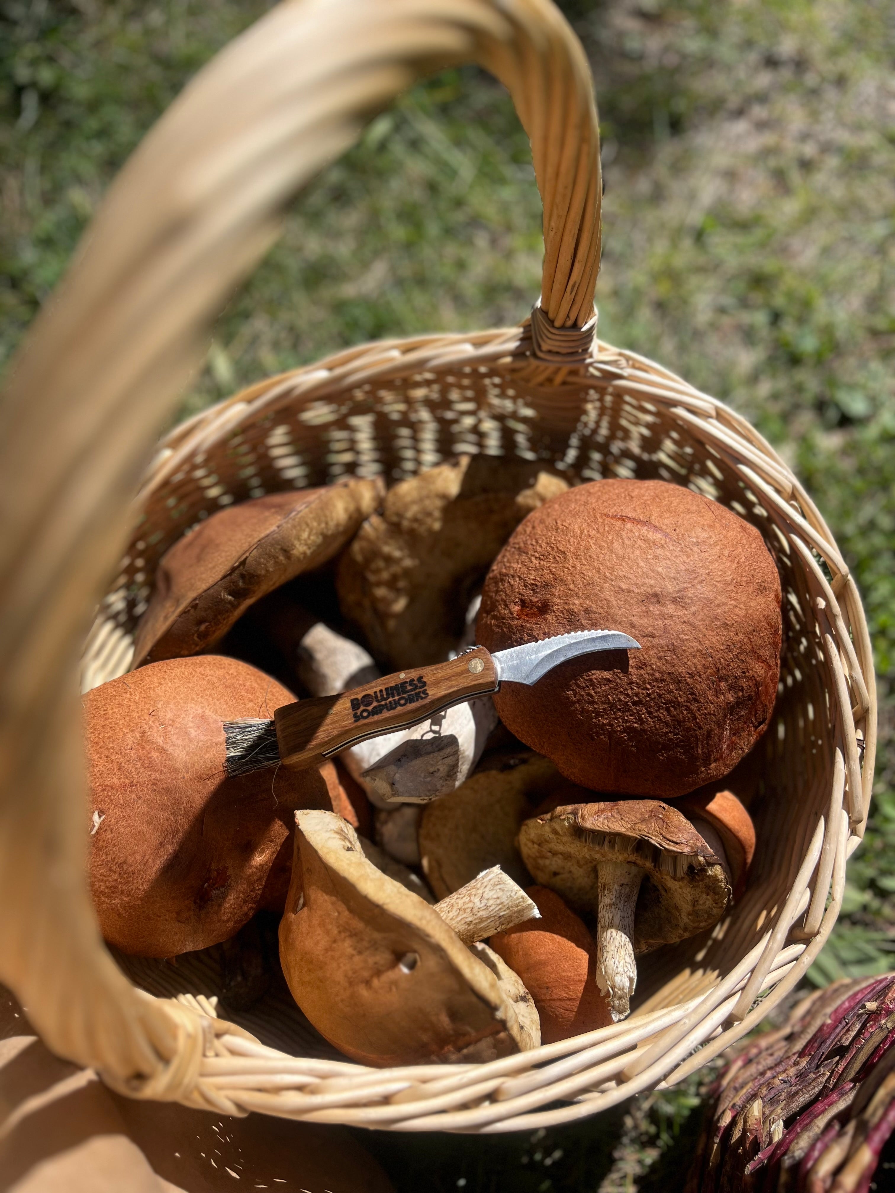 Unique Calgary Experiences Foraging and Mushroom Hunting